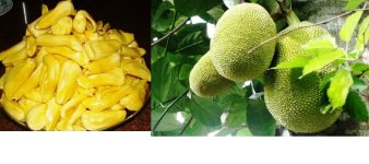 jackfruit3.jpg