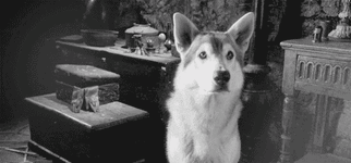 tumblr_lznz13c2Tz1r3arsfo1_500.gif tumblr_lznz13c2Tz1r3arsfo1_500.gif